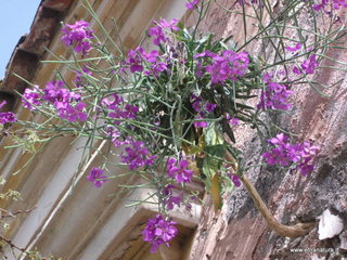 lla Calanna07-04-2013 09-14-56